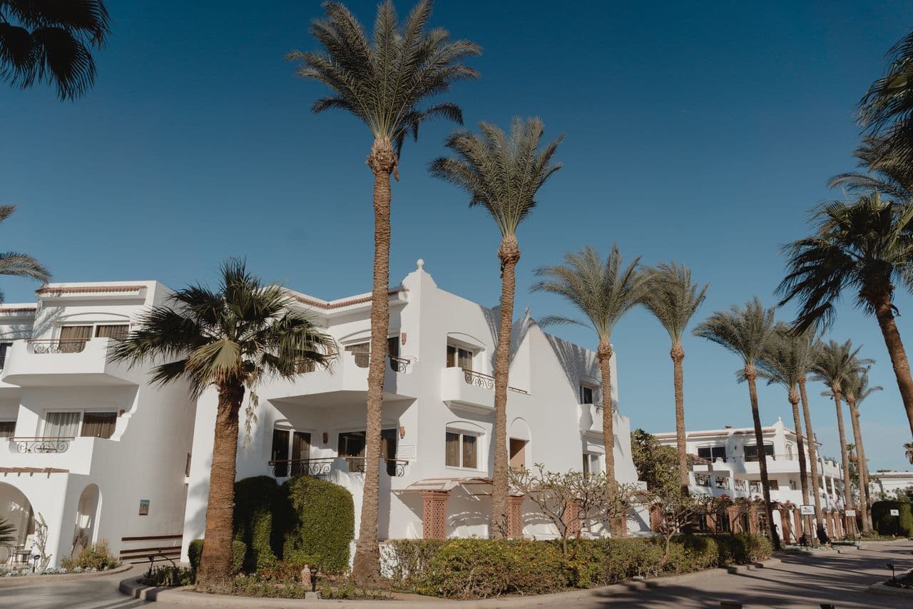White luxury villas lined with tall palm trees along a quiet residential street